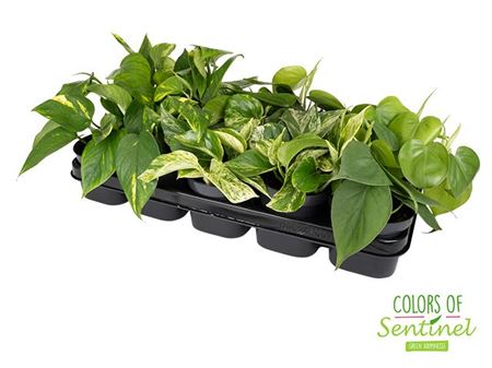 Epipremnum Pinnatum Mix