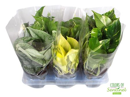 Epipremnum Pinnatum Mix