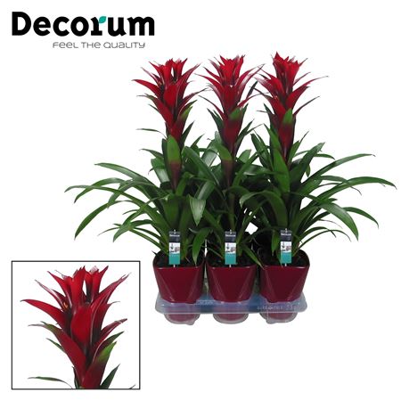 Guzmania Switch Luxe Ceramic (decorum)