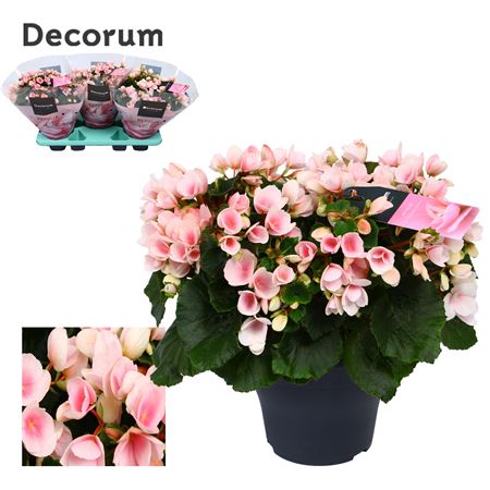 Begonia Betulia Light Pink (decorum)