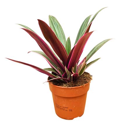Tradescantia Spathacea Sitara