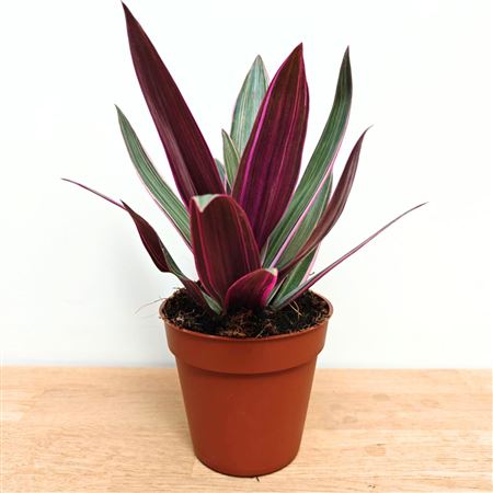 Tradescantia Spathacea Sitara