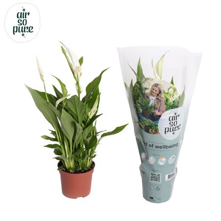 Spath Pearl Cupido 3+ (air So Pure)