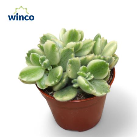 Cotyledon Ladysmithiensis Variagata