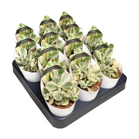 Cotyledon Ladismithiensis Variegato Potcover