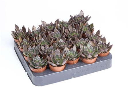 Echeveria Black Prince