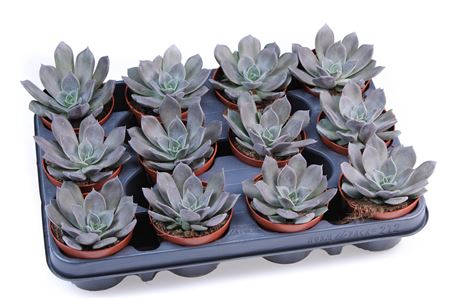 Echeveria Black Prince