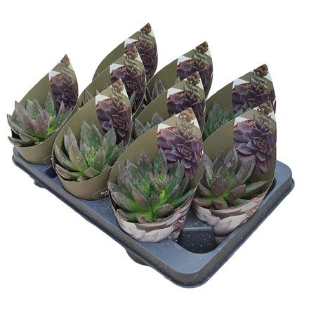 Echeveria Black Prince With Potcover