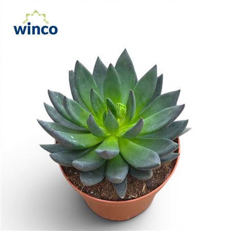Echeveria Black Prince