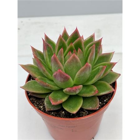 Echeveria Agavoides