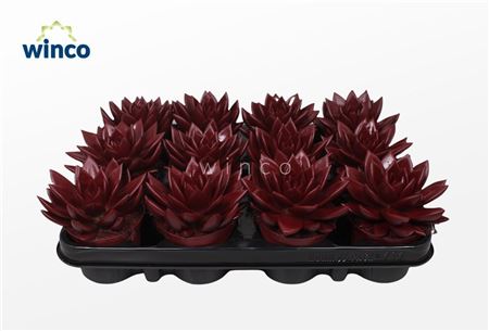 Echeveria Agavoides Paint Red Bordeaux