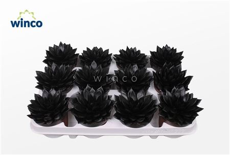 Echeveria Agavoides Paint Black