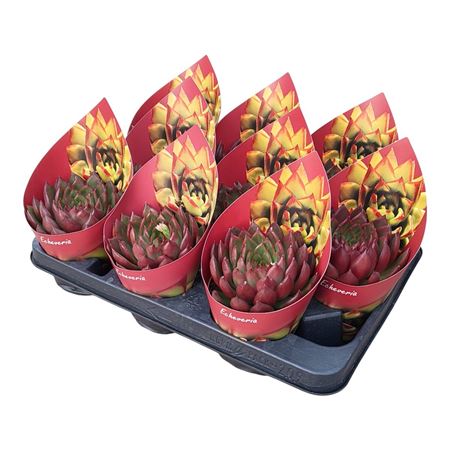 Echeveria Agavoides Christmas Potcover