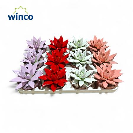 Echeveria Agavoides Paint Love Mix