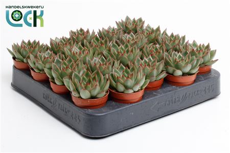 Echeveria Agavoides