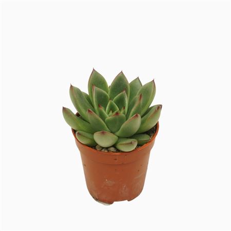 Echeveria Red Tips