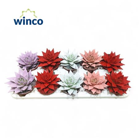 Echeveria Agavoides Paint Love Mix