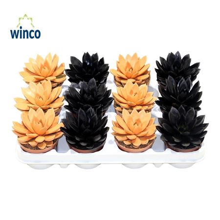 Echeveria Paint Halloween