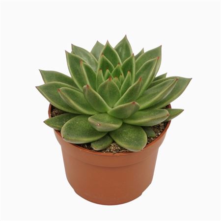 Echeveria Agavoides