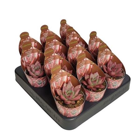 Echeveria Agavoides Romeo Potcover