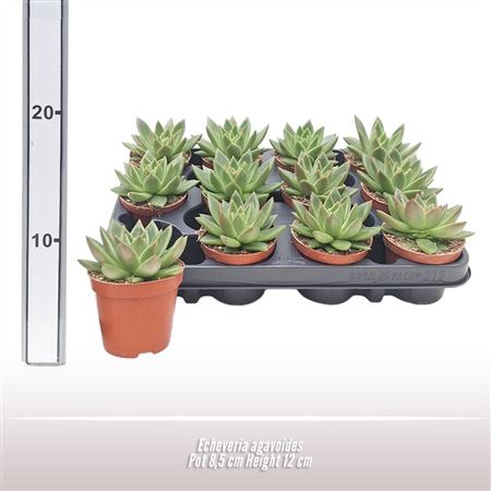 Echeveria Agavoides