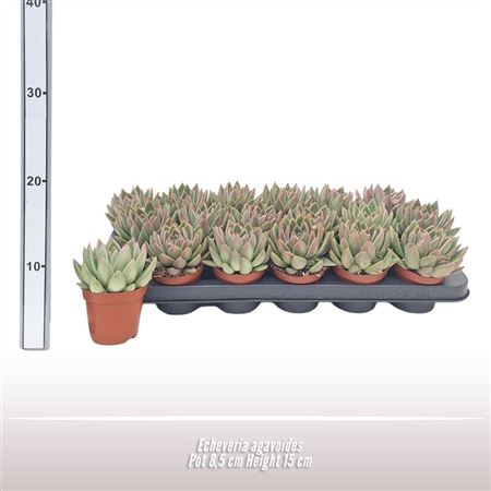 Echeveria Agavoides