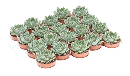 Echeveria Agavoides