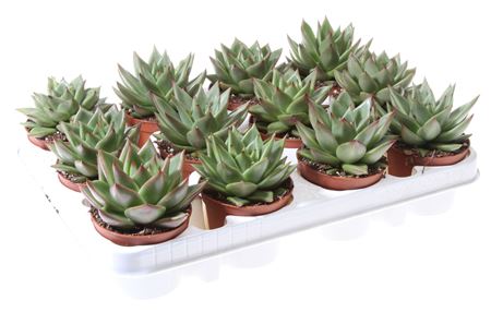 Echeveria Agavoides