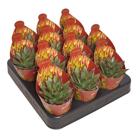 Echeveria Agavoide Potcover Lipstick Potcover