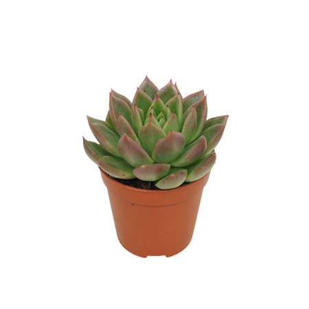 Echeveria Agavoides