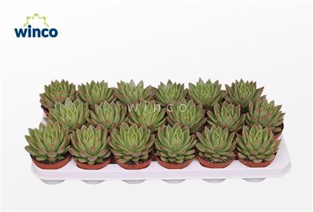 Echeveria Agavoides Labely