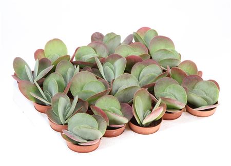 Каланхоэ Тирсифлора Ред Липс