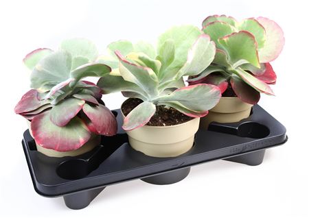 Каланхоэ Тирсифлора Ред Липс