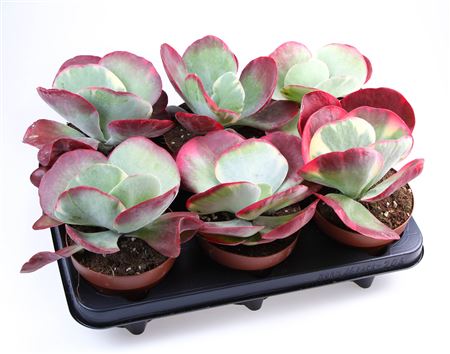 Каланхоэ Тирсифлора Ред Липс