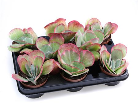 Kalanchoe Thyrsiflora Red Lips
