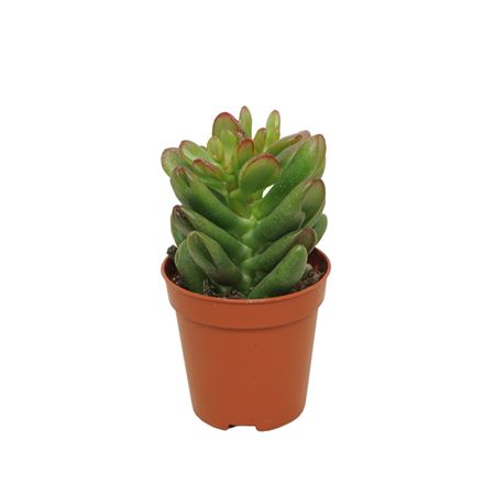Crassula Gandalf