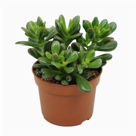 Crassula Gandalf 10,5 Cm