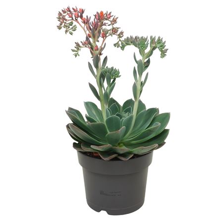 Echeveria Blue Prince 17 Cm Bloeiend Met Etiket