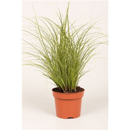Carex Brun Jubilo