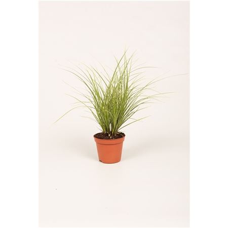 Carex Brun Jubilo