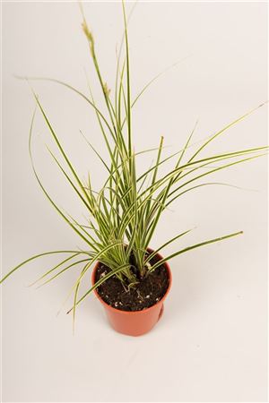 Carex Brun Jubilo