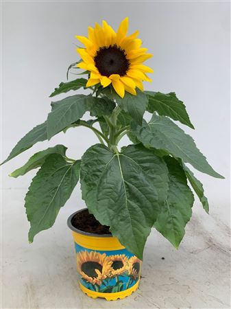 Helianthus Sunsation 1pp