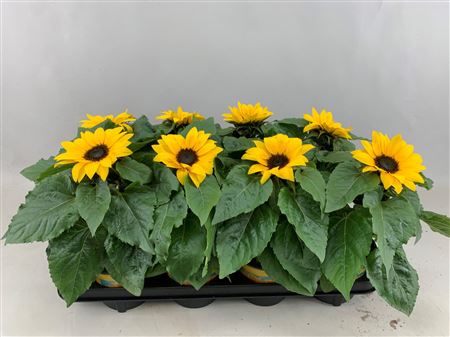 Helianthus Sunsation