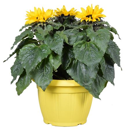 Helianthus Sunsation Ton Sur Ton