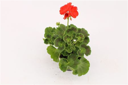 Pelargonium Zon Fernando