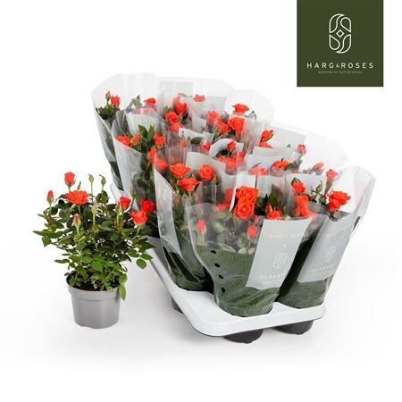 Rosa Kordana Calibra Orange