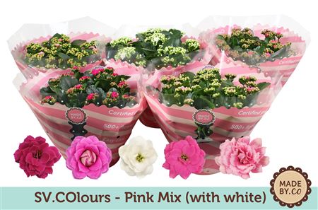 Kal Pink Mix (with White)