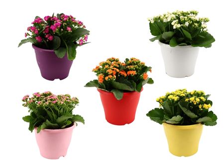 Kalanchoe Blossfeldiana Mix (hello Summer)