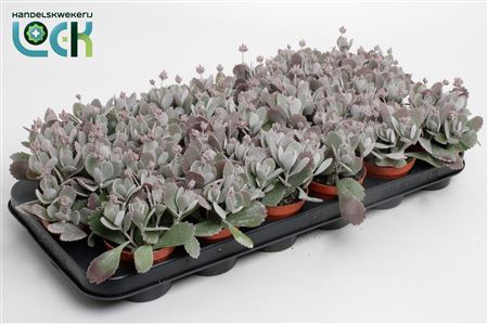 Каланхоэ Пумила