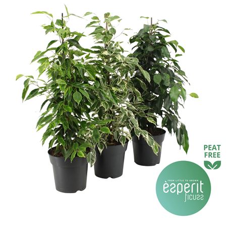 Ficus Be Royal Mix 2-3srt.